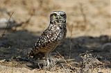 Burrowing Owl